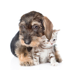 Puppy hugging tiny kitten. isolated on white background