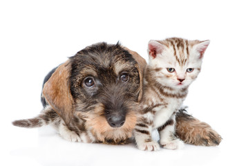 Standard wire-haired dachshund puppy embracing tiny kitten. isolated on white