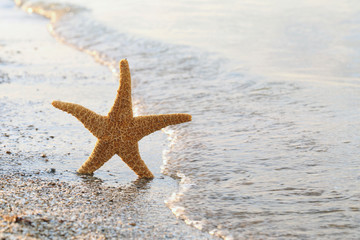 Starfish on a beach sand near water