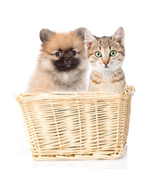 dog and cat sitting in a basket. Isolated on white background