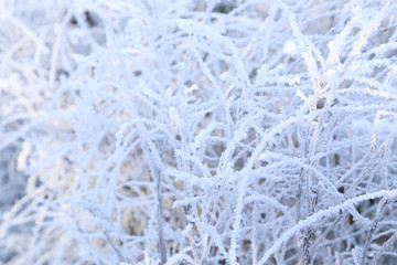 Frozen tree branches