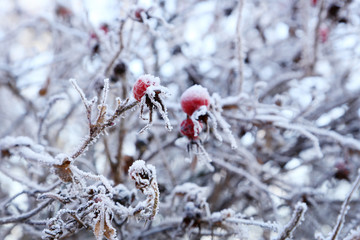 Frozen red berries on the tree branch