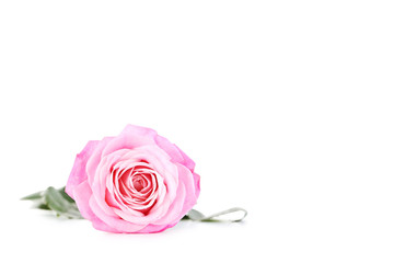 Beautiful pink rose isolated on a white