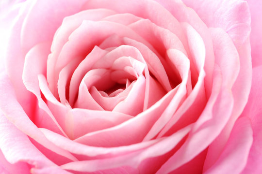 Beautiful pink rose background