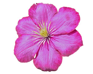 Flower clematis 18