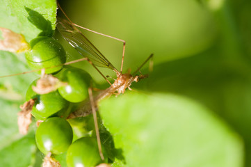 Schnake auf Blatt