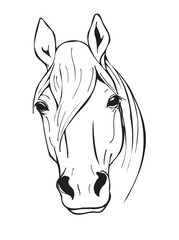 Fototapeta na wymiar black and white horse head