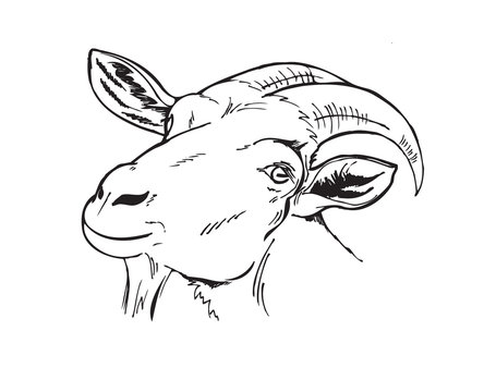 black and white head of the goat