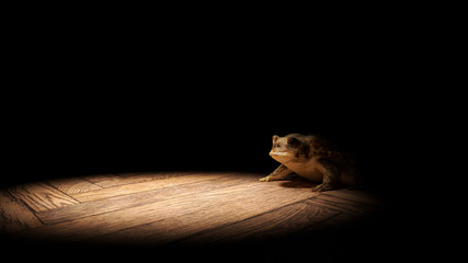 Common Toad sitting on a wooden floor, lit by a bright spotlight