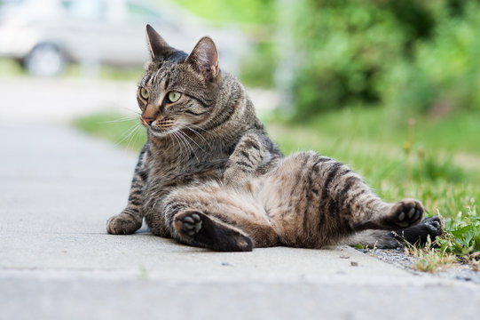 Katze bei der K&ouml;rperpflege