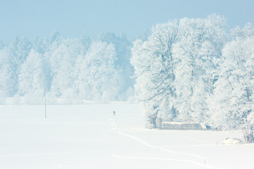 Einsamer Langläufer im Winterwunderland 