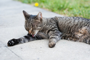 Katze bei der Körperpflege