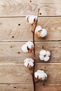 Beautiful white cotton flowers on rustic wooden table top view, flat lay.