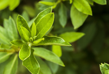 Field of tea plant in North of Thailand