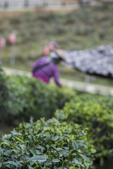 Naklejka na ściany i meble Harvesters working in field of tea plant, blurry image style, focus on tea plant at foreground.