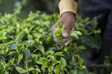 Harvesters working in field of tea plant