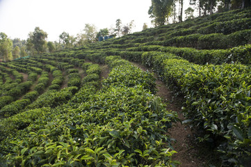 Field of tea plant in North of Thailand