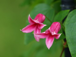 可憐に咲くクレマチス