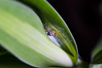 Little inverted spider spin a web on the natural green leaf.