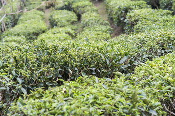 Field of tea plant in North of Thailand