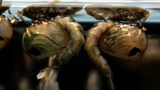 Mosquito, Larvae and Pupae in polluted water. Culex pipiens 