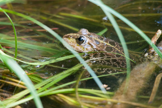 Frosch im Teich zwischen Grashalmen