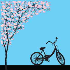 One bicycle parking under blooming full bloom pink sakura tree (Cherry blossom), flower shadow black wood bark backdrop, silhouette floral vintage banner, travel scene on blue background