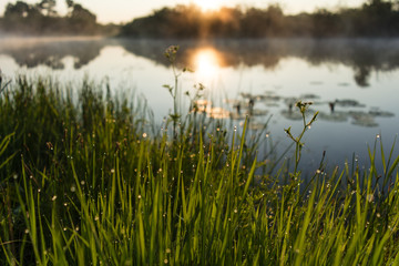Nebel über einem Teich, Sonnenaufgang, Fluss Pripyat Reserve Mid-Pripyat, Region Brest, Weißrussland, Sommer, Juni, Morgen,