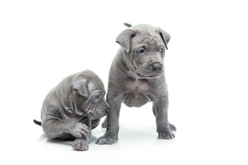 Two thai ridgeback puppies isolated on white