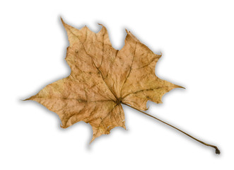 withered maple leaf