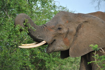 Wildlife Kruger National Park South Africa