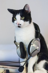 Kater mit Kopfhörern