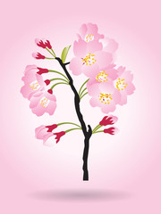 Full bloom pink sakura tree bush (Cherry blossom) black wood isolated on pink