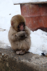 子猿　スノーモンキー
