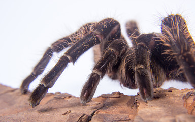 Closeup of mexican spider -tarantula (brachypelma albopilosum)