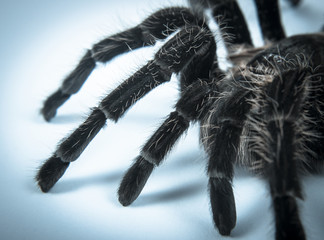 Closeup of mexican spider -tarantula (brachypelma albopilosum)