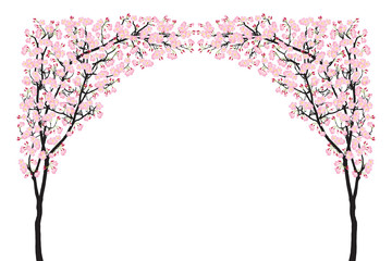 Full bloom pink sakura tree arch (Cherry blossom) curve black wood isolated on white, arc door facade, flower backdrop, flora banner vintage