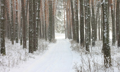 Snow covered pine trees in winter forest. Winter forest with trees. Outdoor woods nature landscape at cold day. Cold day in snowy winter forest.