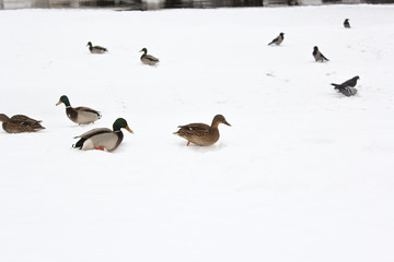 Ducks in the snow.