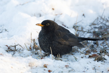 male of Common blackbird bird on snowy ground