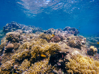 Naklejka na ściany i meble Coral and fish in the Red Sea. Egypt