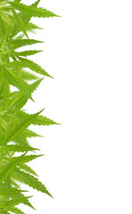 Bright green cannabis sativa leaf frame