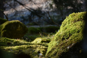 moss