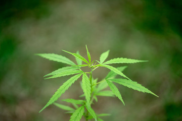 cannabis plants growing in the field