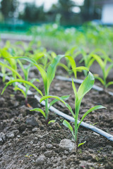 Close up seedling corn growth in field plant agriculture farm.