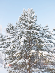 Pine in forest covered with snow