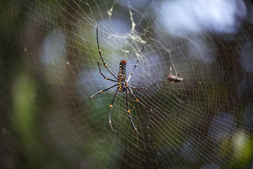 spider on the web as background.