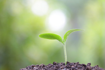 Growing sprout