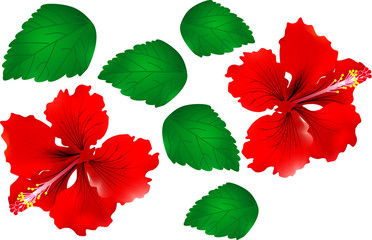 China Rose with green leaf - Vector Illustration