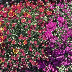 Close-up colorful flowers 